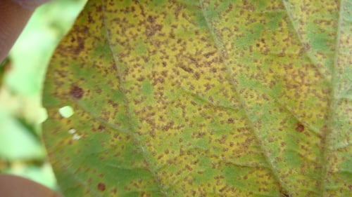 Imagem do WhatsApp de 2025-10-24 à(s) 09.06.50_eb40c974