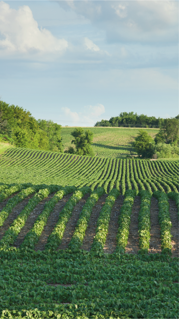 Prancheta 341 Prancheta 341